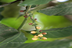 Aphanamixis polystachya